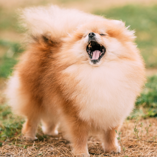 Por que o Spitz se coça tanto?