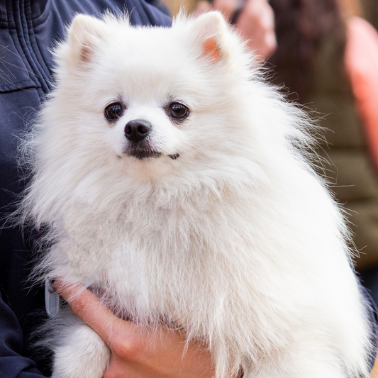 Qual é a diferença de um Spitz Alemão para o Lulu da Pomerânia?