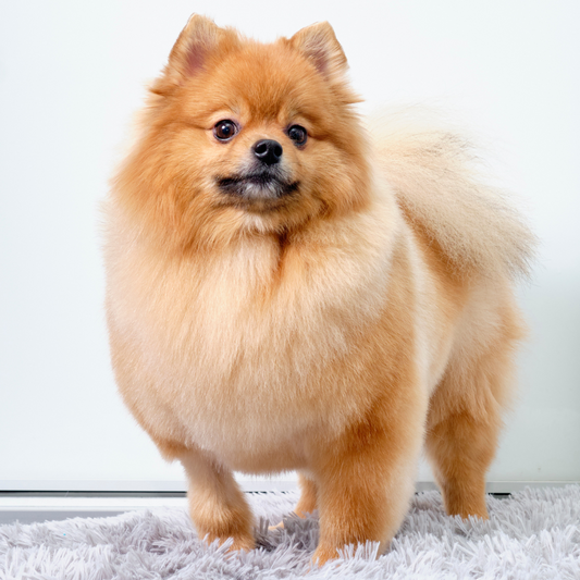 Quantas vezes por semana devo escovar meu Spitz Alemão?