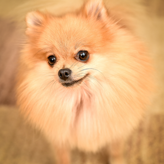O que fazer para deixar o pelo do Spitz ficar bonito?