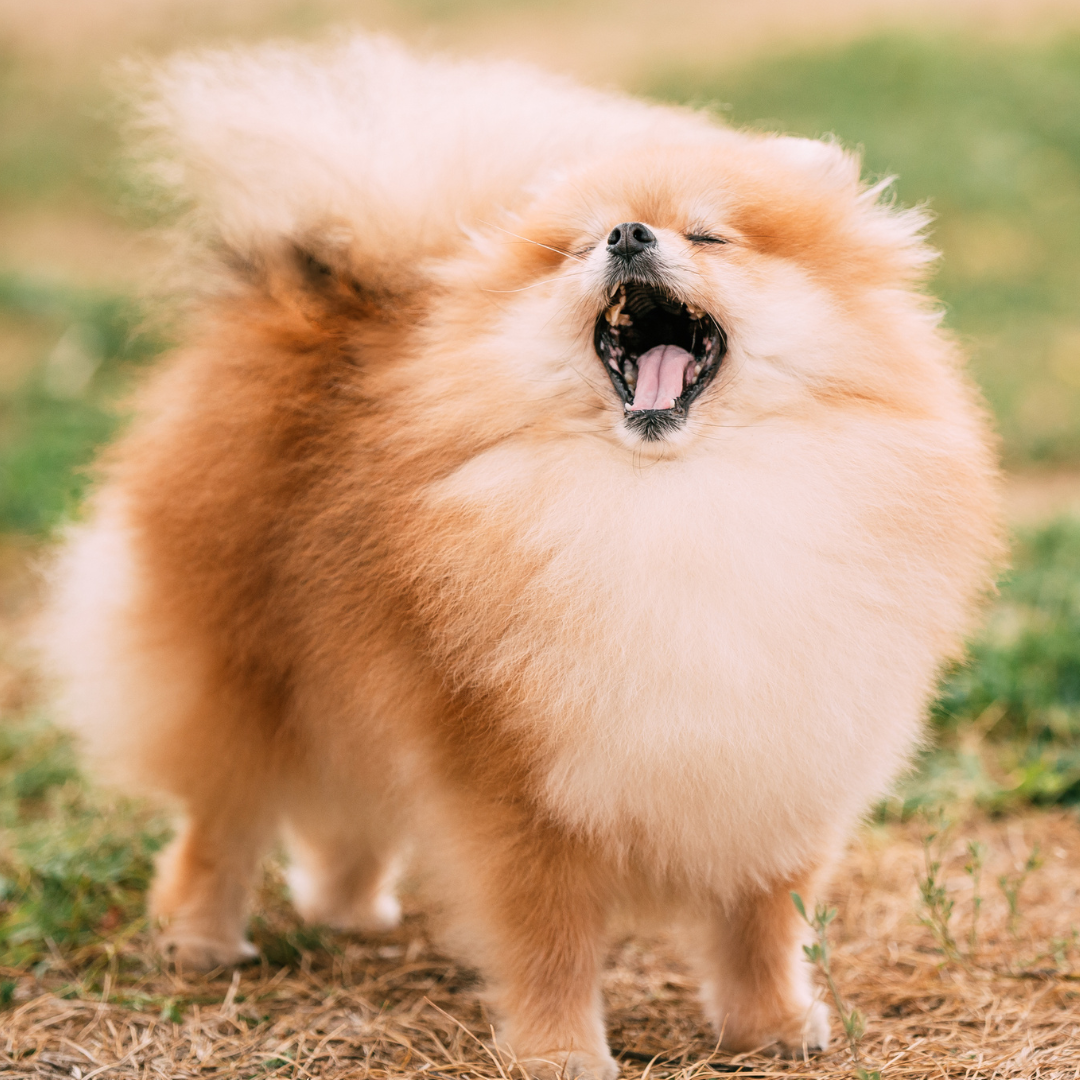 Por que o Spitz se coça tanto?