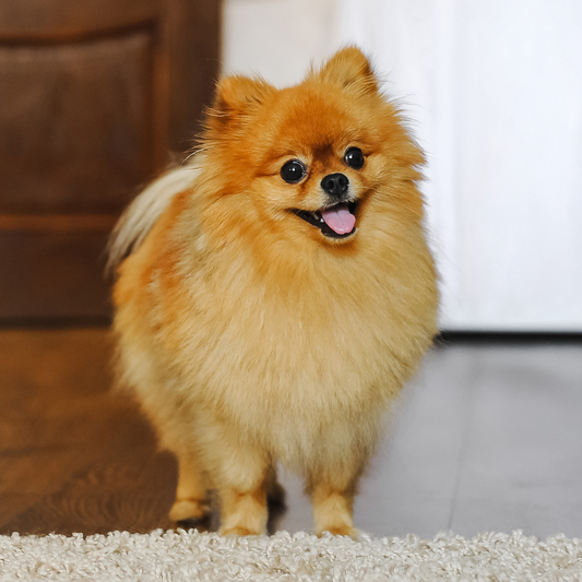 Por que não pode dar banho no Spitz toda semana?
