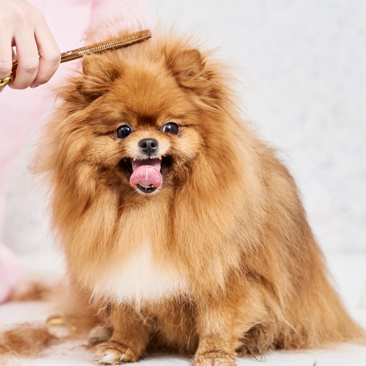 Por que cai tanto pelo do Spitz?