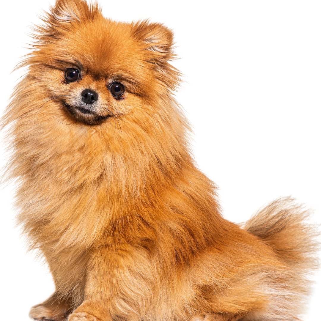 Qual é o preço de um Spitz Alemão?
