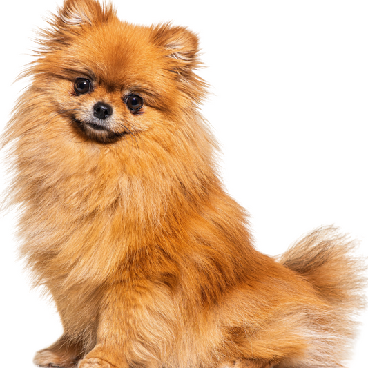 Qual é o preço de um Spitz Alemão?