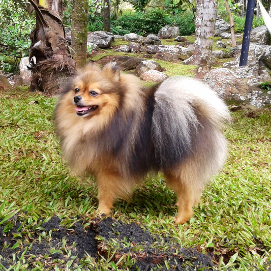Quais os problemas do Spitz Alemão?