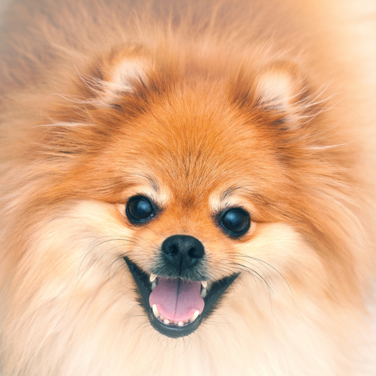 Qual shampoo usar nos Spitz?